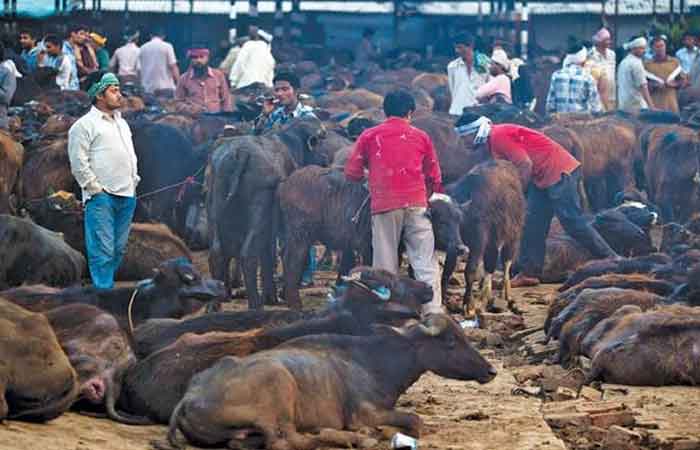 कत्तलखाने बंद करा; अन्यथा कायदा-सुव्यवस्था धोक्यात येईल, पोलीस उपअधीक्षक भारती यांचे अहिल्यानगर मनपा आयुक्तांना पत्र