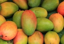 mango