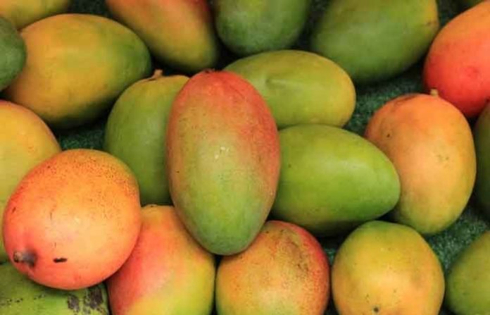 mango