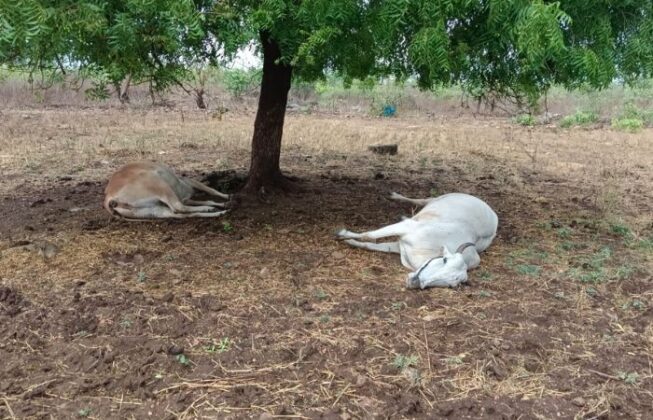 मार्की येथे वीज पडून बैल जोडीचा दुर्दैवी मृत्य झाला