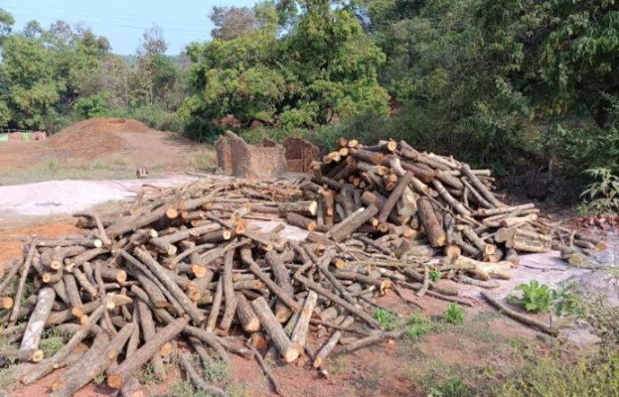 deforestation